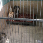 2 dogs in their room The dog father boarding hotel for dogs