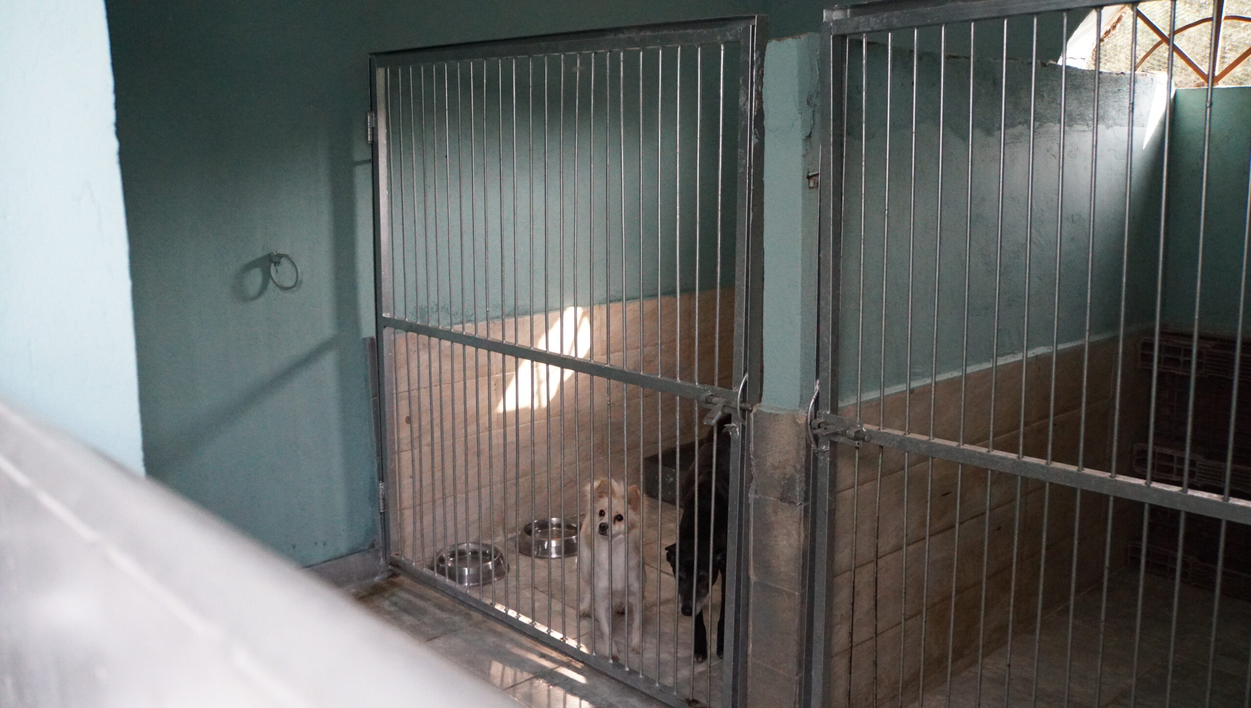 The dog father boarding hotel for dogs two rooms