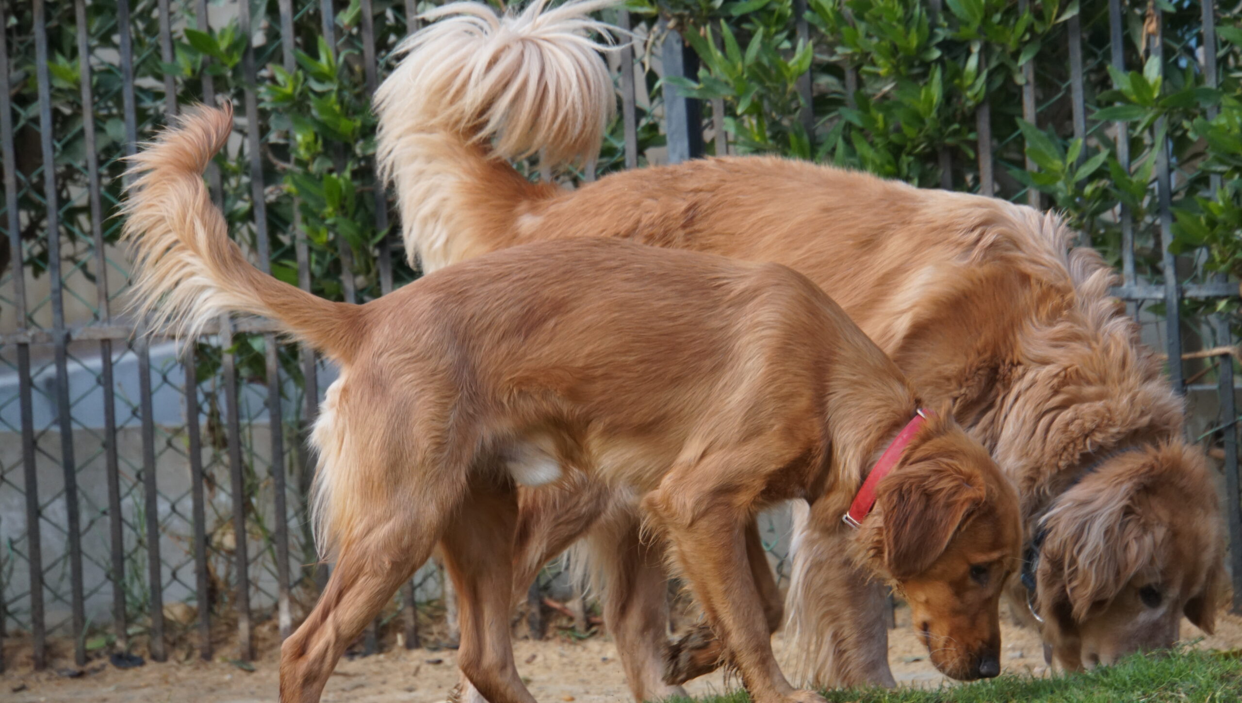 dog boarding two dogs playing The dog father boarding hotel for dogs