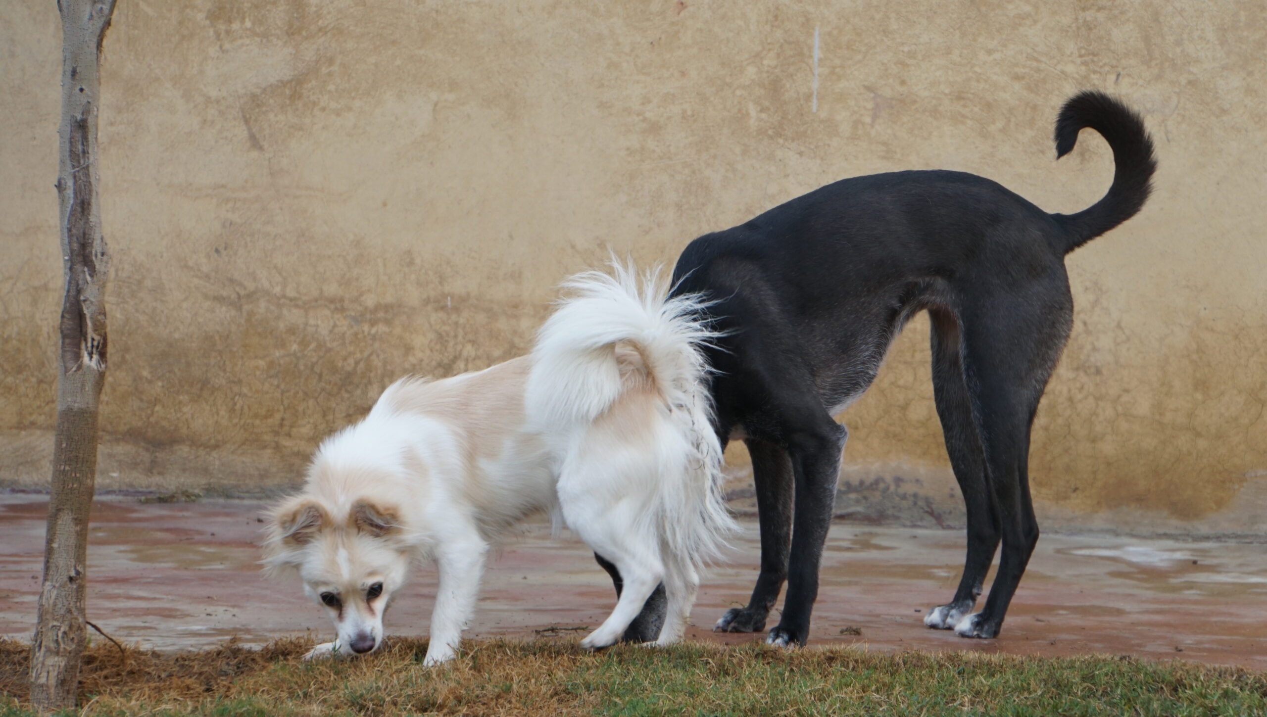 dog boarding two dogs playtime The dog father boarding hotel for dogs