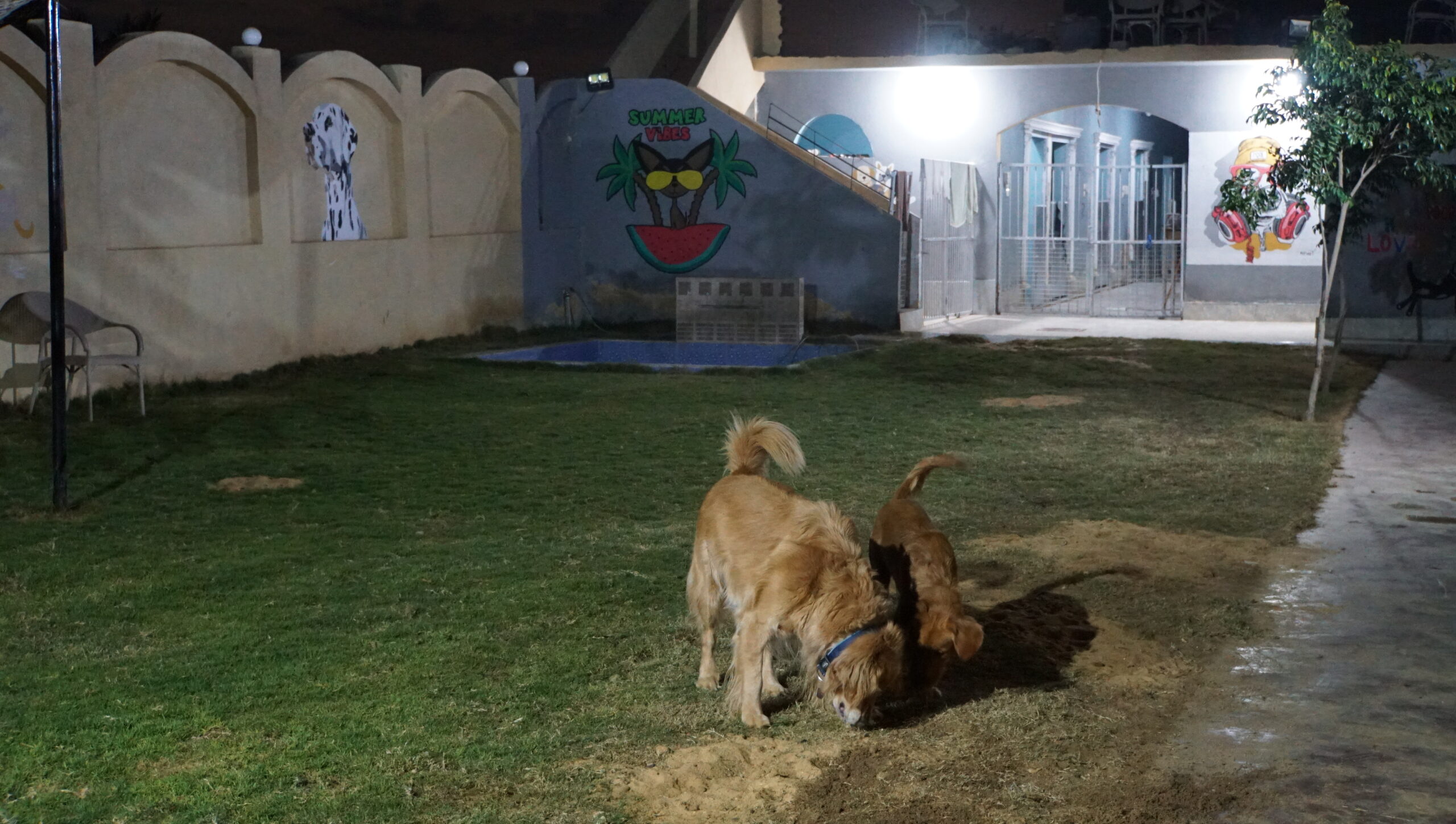 Dog Boarding garden double The dog father boarding hotel for dogs
