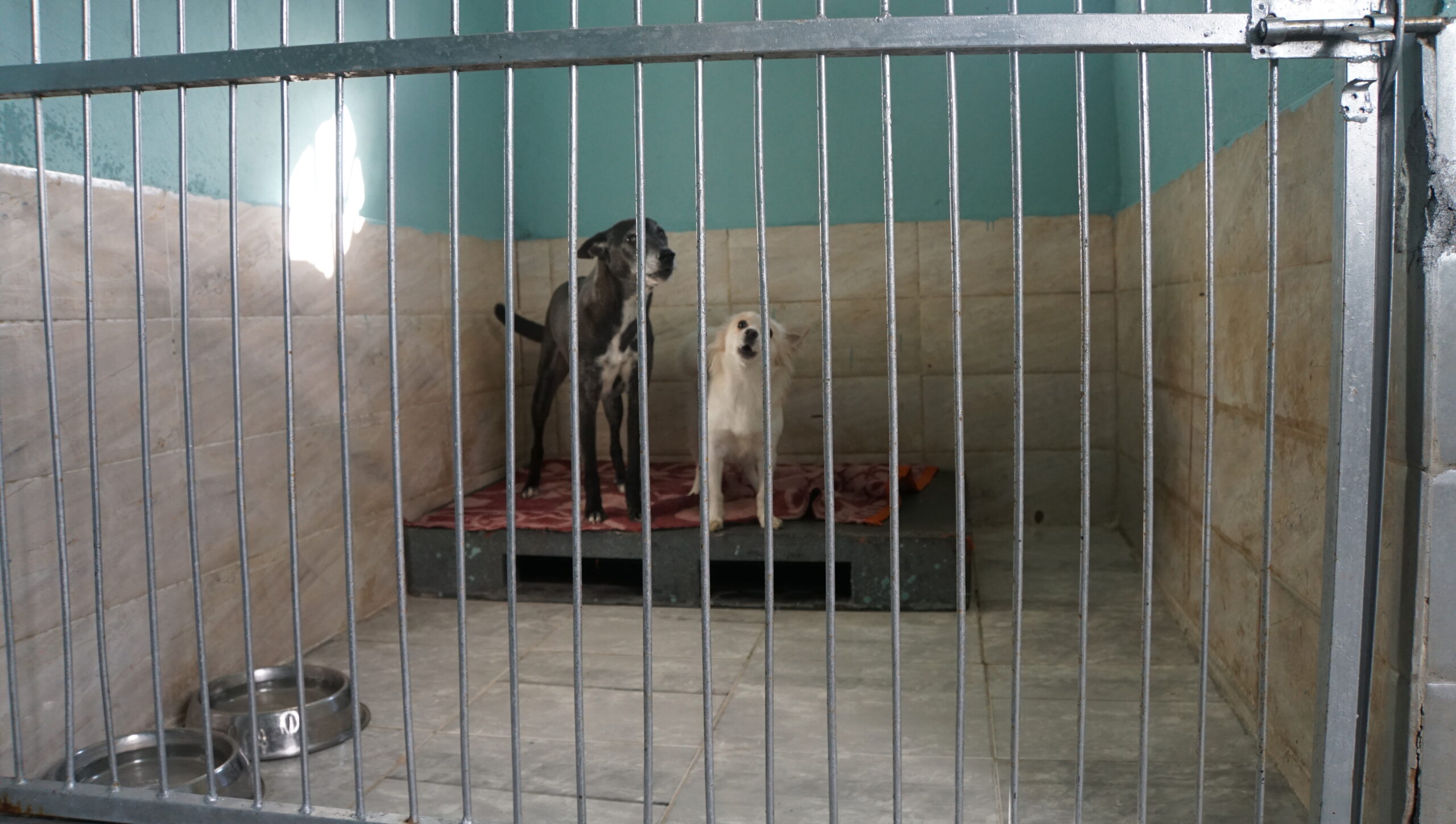 Dogs Boarding