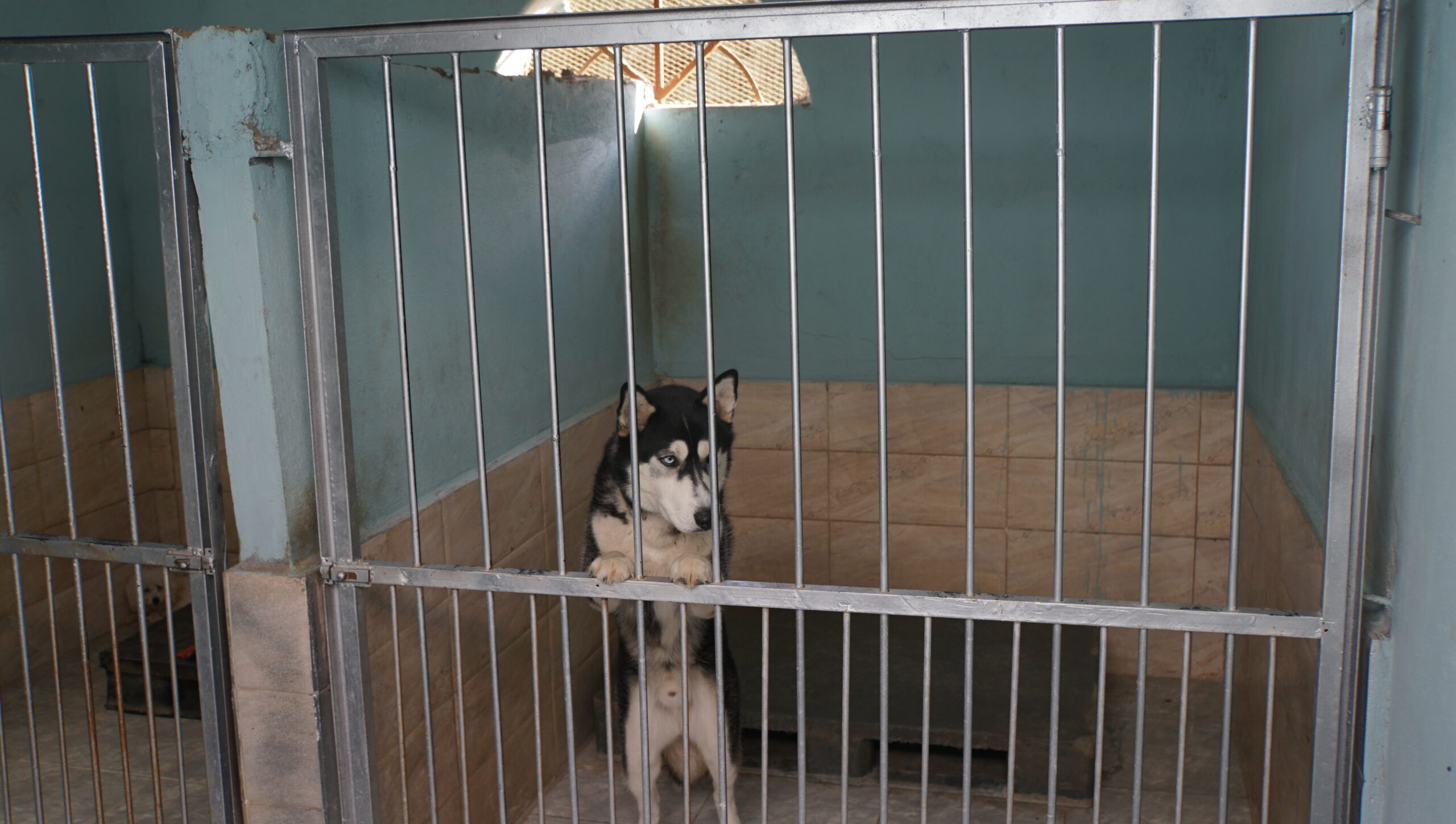 Dog Boarding rooms double The dog father boarding hotel for dogs