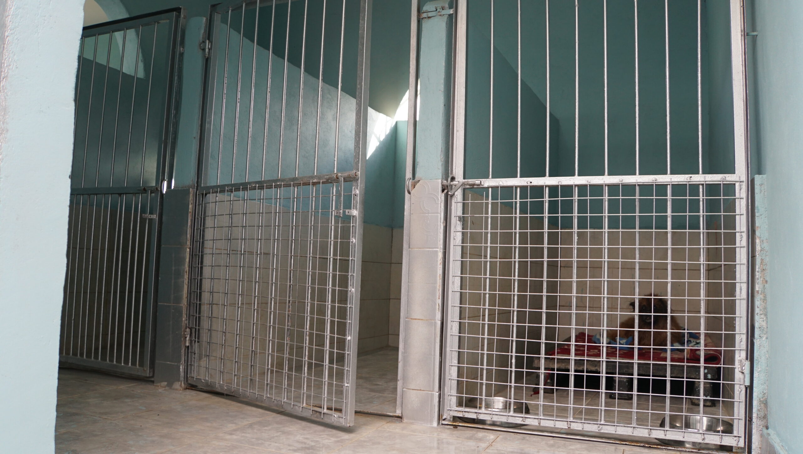 Dog Boarding rooms for small dogs