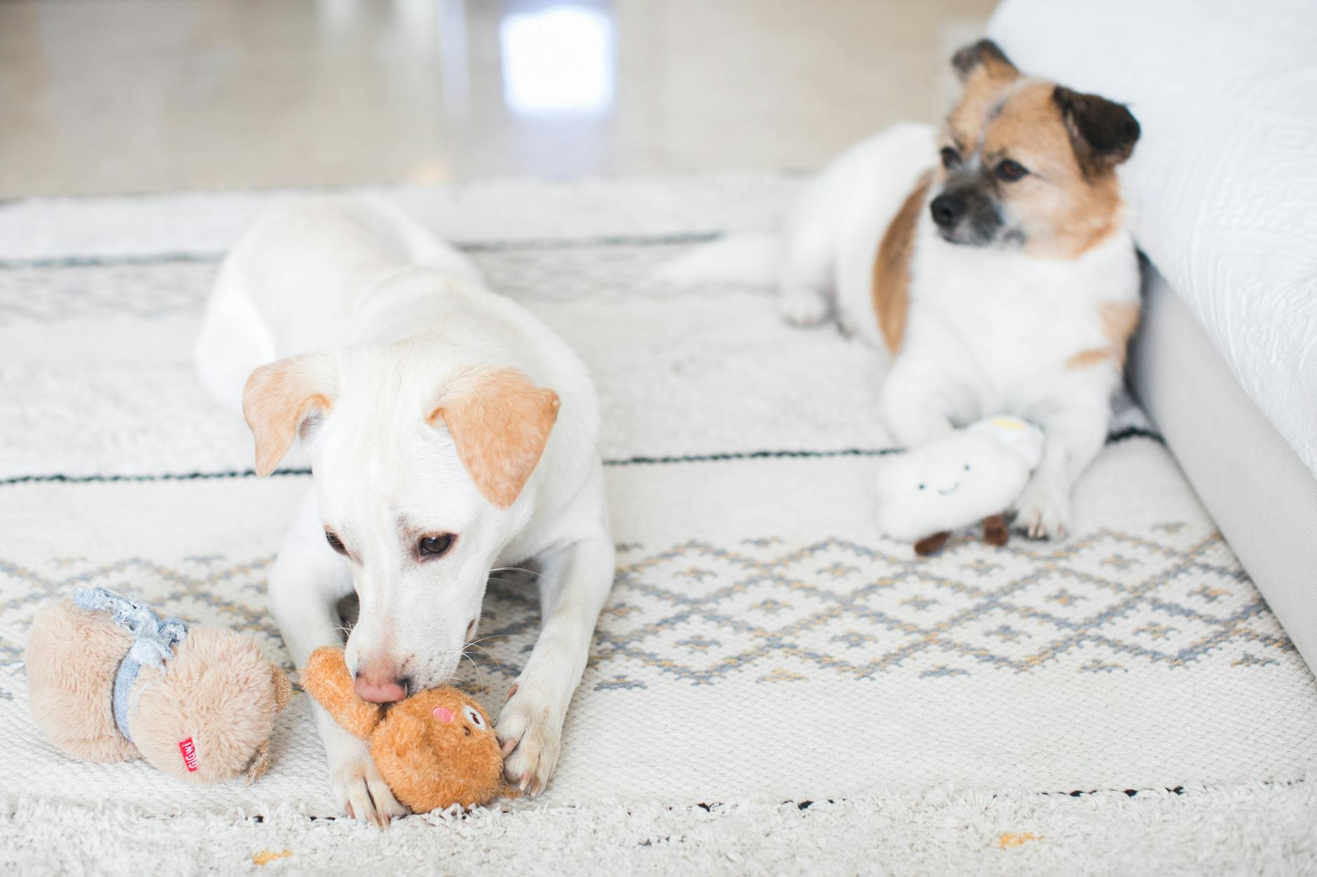 DOG BOARDING dogs lying down on the carpet with their toys The dog father boarding hotel for dogs