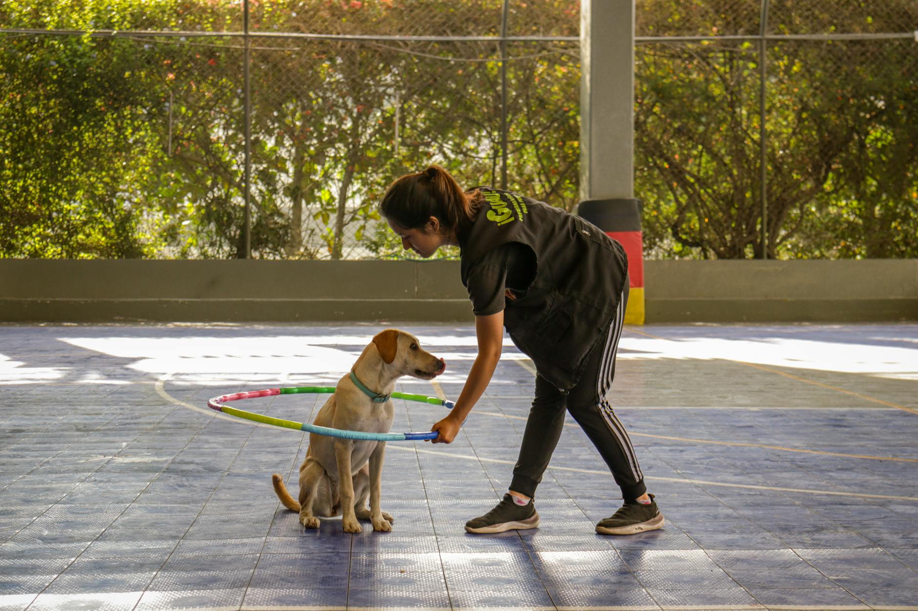 trainer holding ring over dog boarding The dog father boarding hotel for dogs