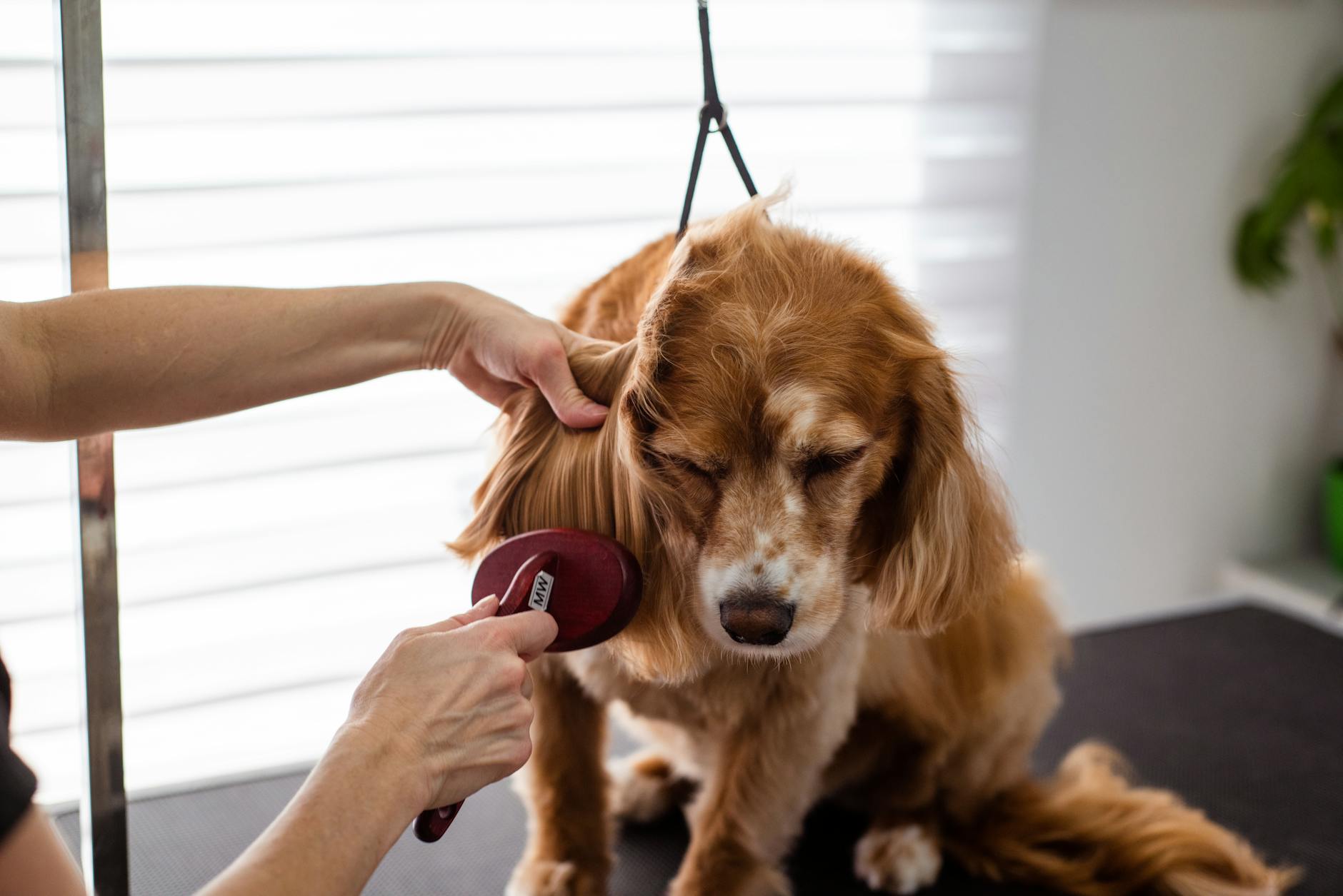 DOG BOARDING dog groomer brushing a dog The dog father boarding hotel for dogs