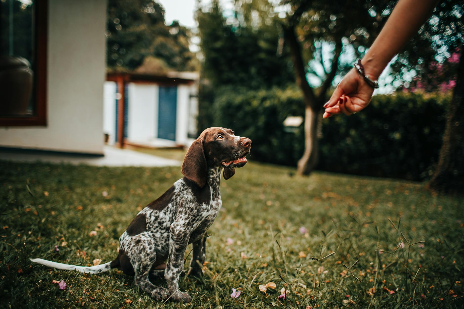 Dog boarding The dog father boarding hotel for dogs
