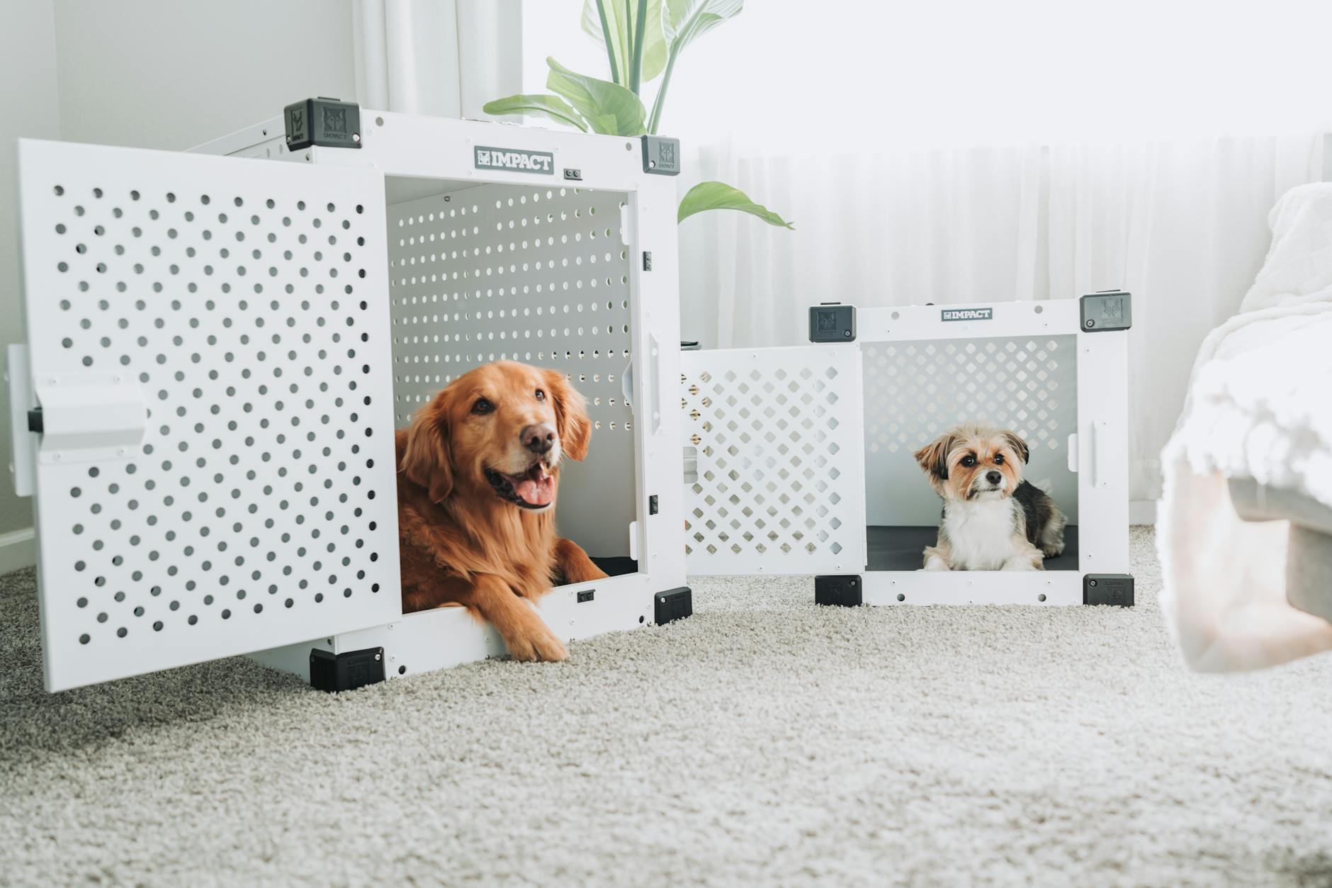 young couple with dogs relaxing at dog boarding The dog father boarding hotel for dogs