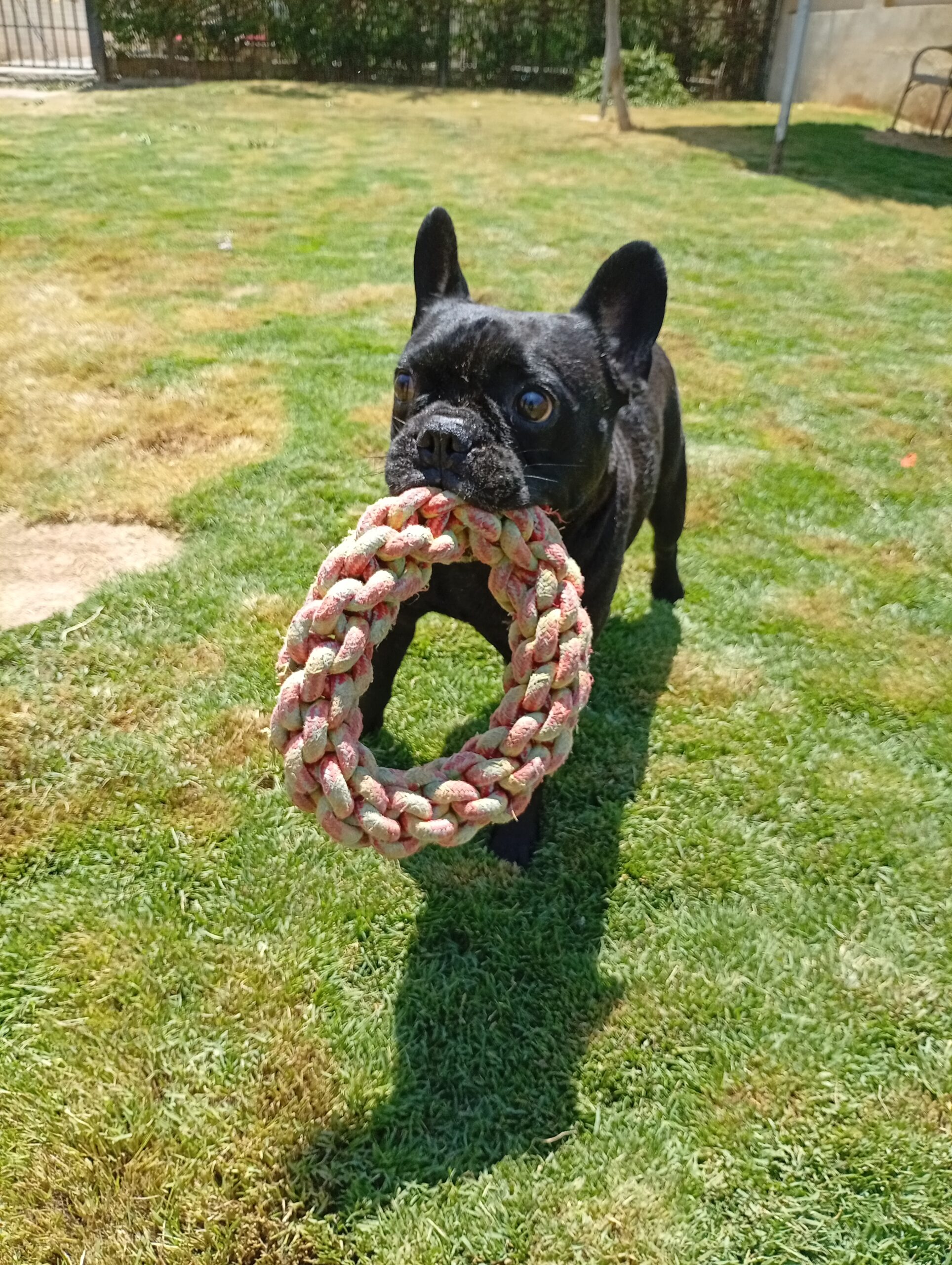 Black French Bulldog holding a rope ring toy on the grass during an individual play session at The Dog Father Hotel dog boarding in Cairo.