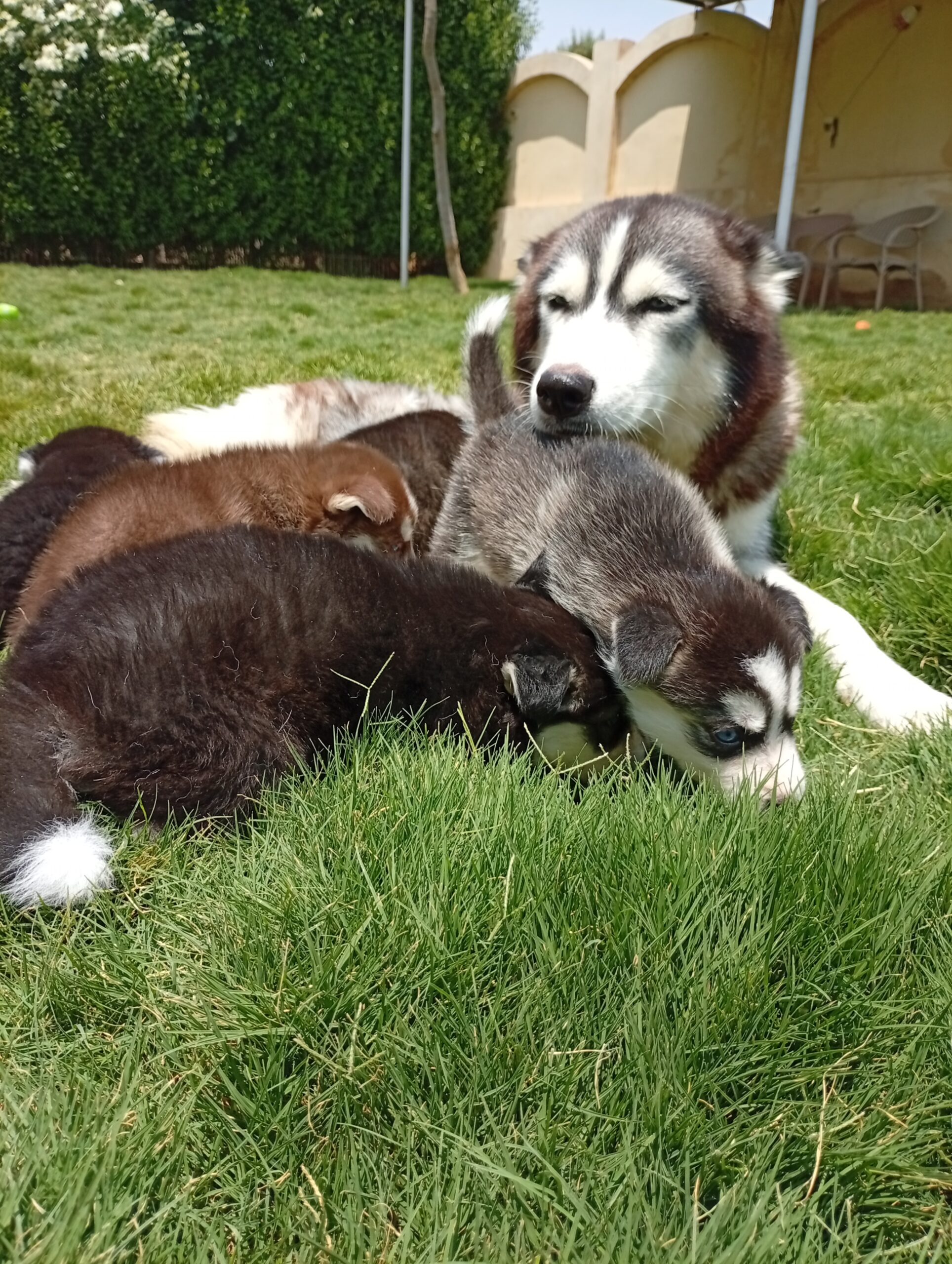 A mother Husky dog resting on the green grass with her litter of puppies during a supervised garden session at The Dog Father Hotel dog boarding in Cairo.