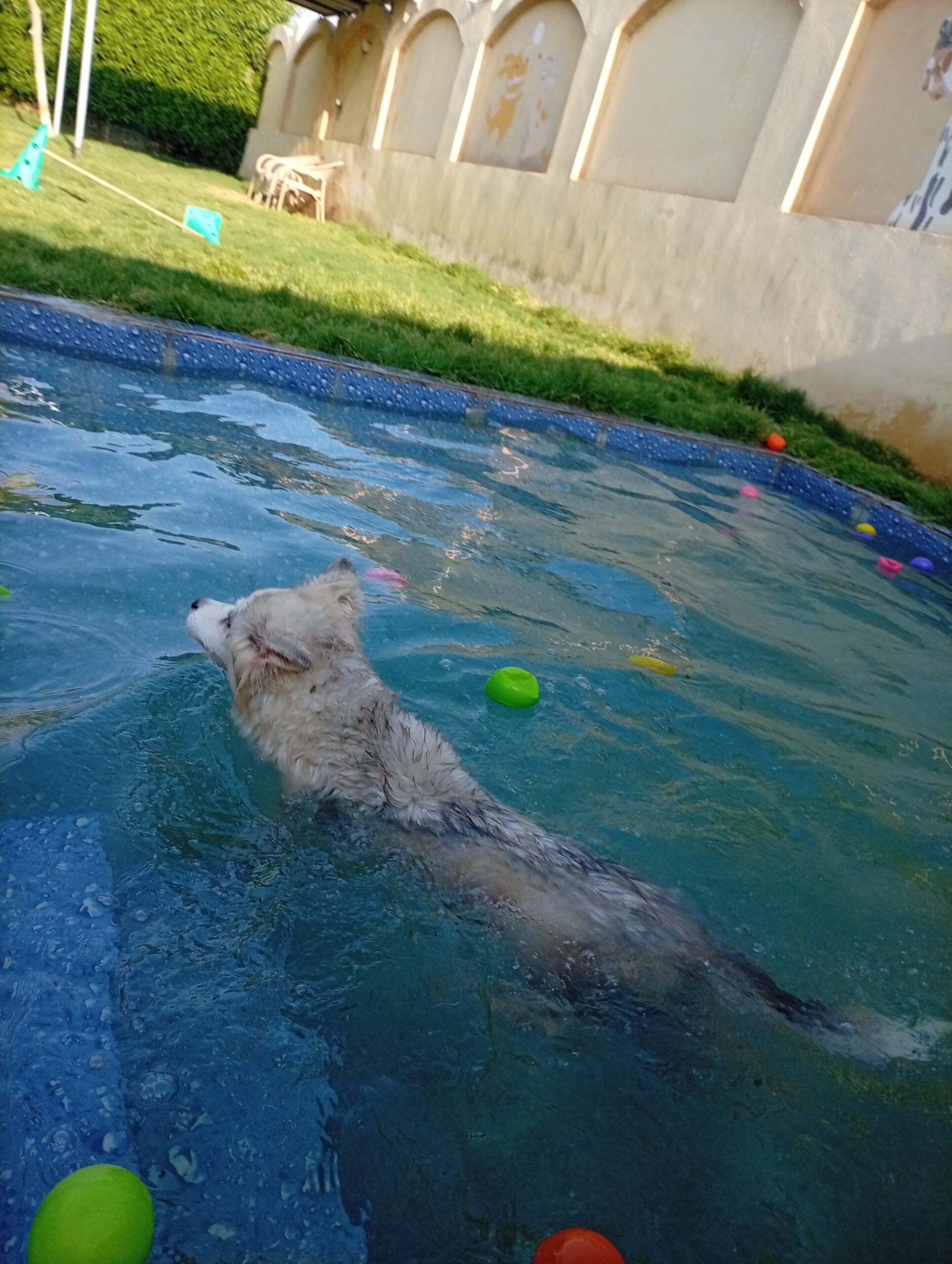 A dog swimming in a clear blue pool scattered with colorful balls during a scheduled water play session at The Dog Father Hotel dog boarding in Cairo.