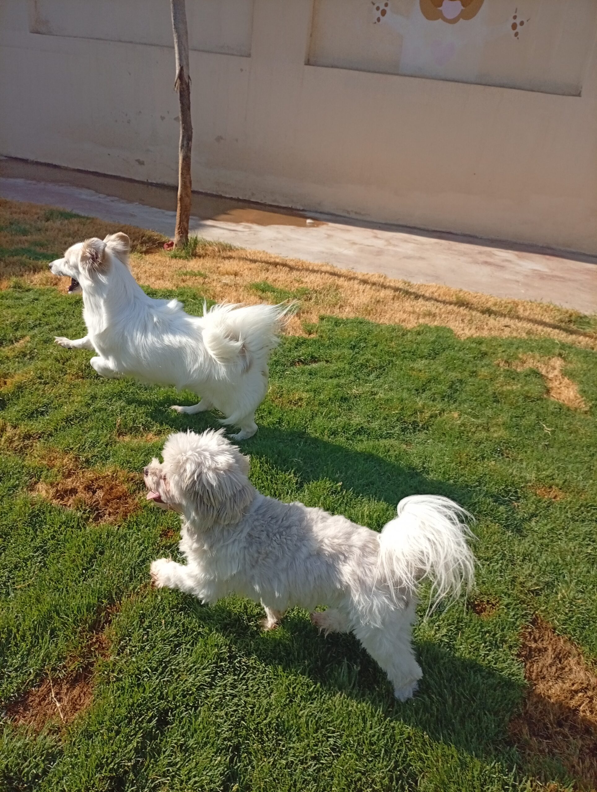 Two small white dogs running and playing together on the grass during a supervised garden session at The Dog Father Hotel dog boarding in Cairo.