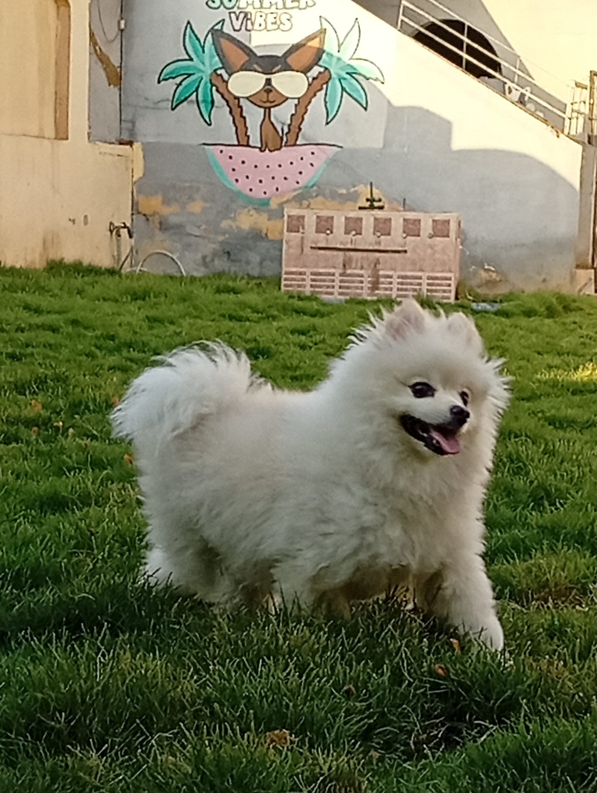 A fluffy white dog happily walking on the green grass during a garden session at The Dog Father Hotel dog boarding in Cairo, with a colorful Summer Vibes mural in the background.