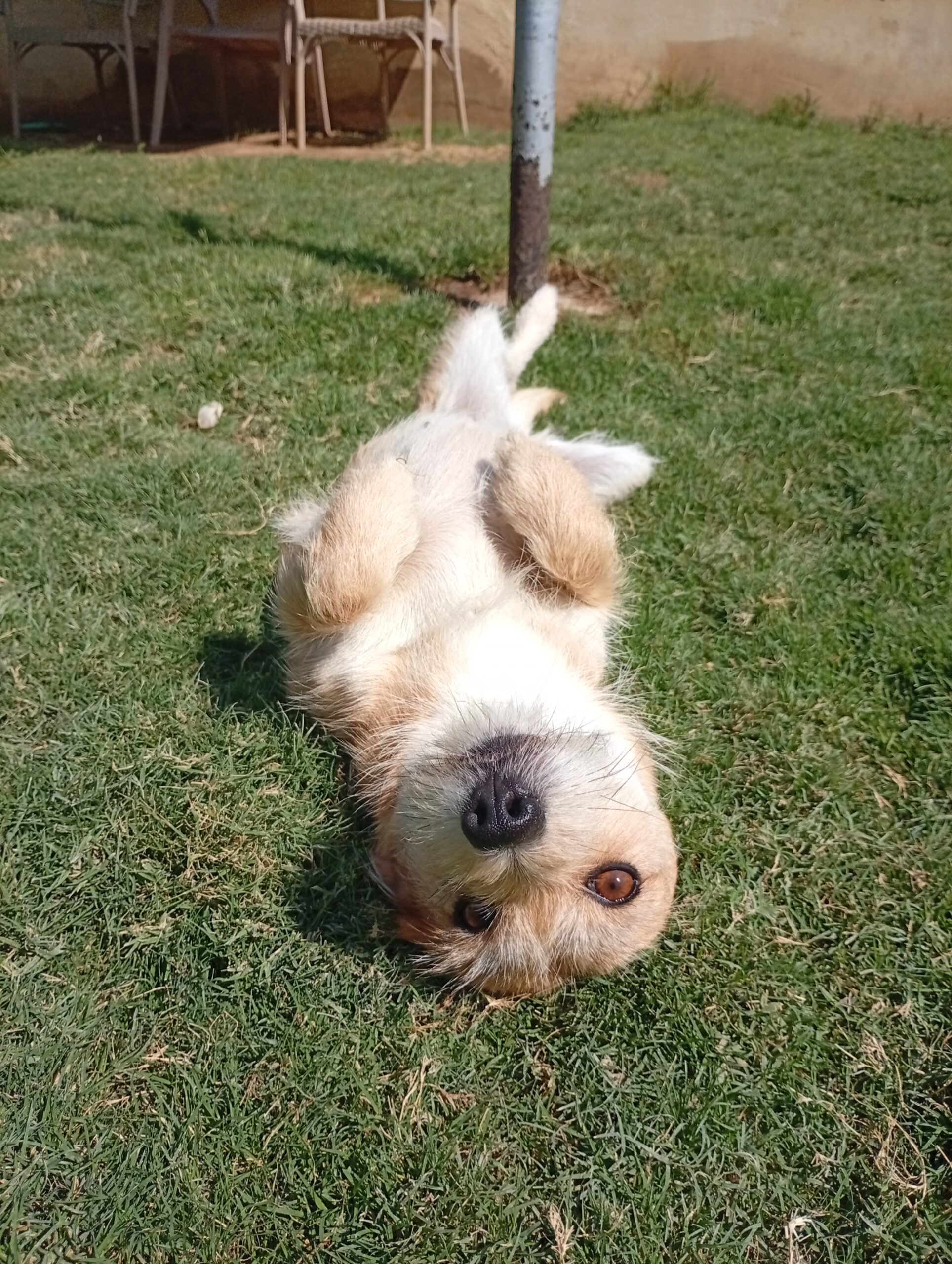 A small, light-colored dog lying comfortably on its back on the green grass during an outdoor session at The Dog Father Hotel dog boarding in Cairo.
