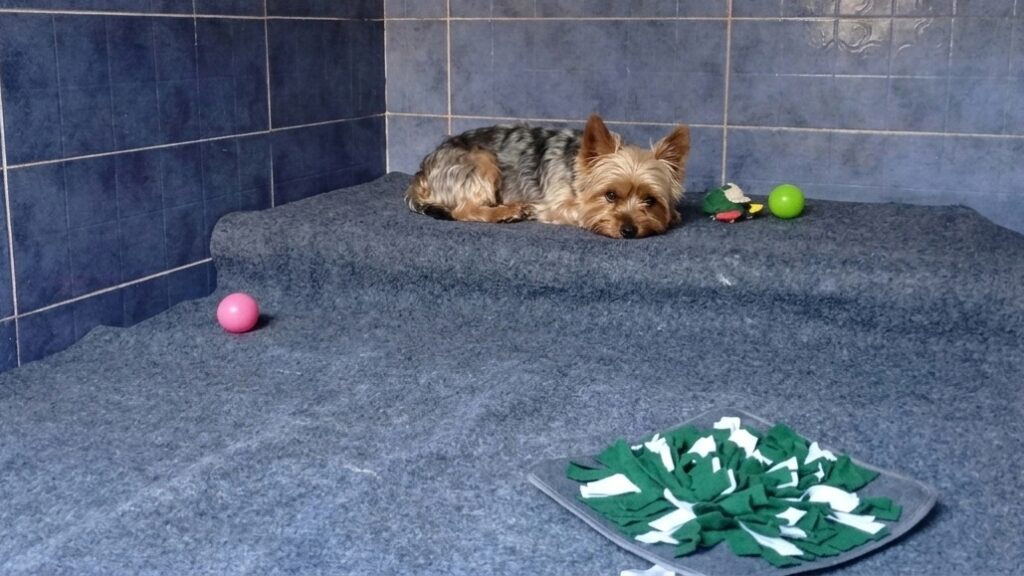 Happy dog settled into a long-stay boarding hotel in Cairo