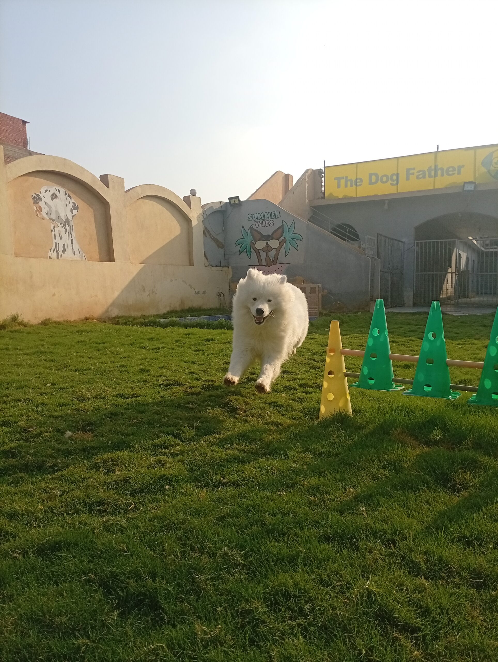 A large fluffy white dog happily jumping over a green and yellow agility hurdle on the grass at The Dog Father Hotel dog boarding in Cairo, with colorful murals in the background.