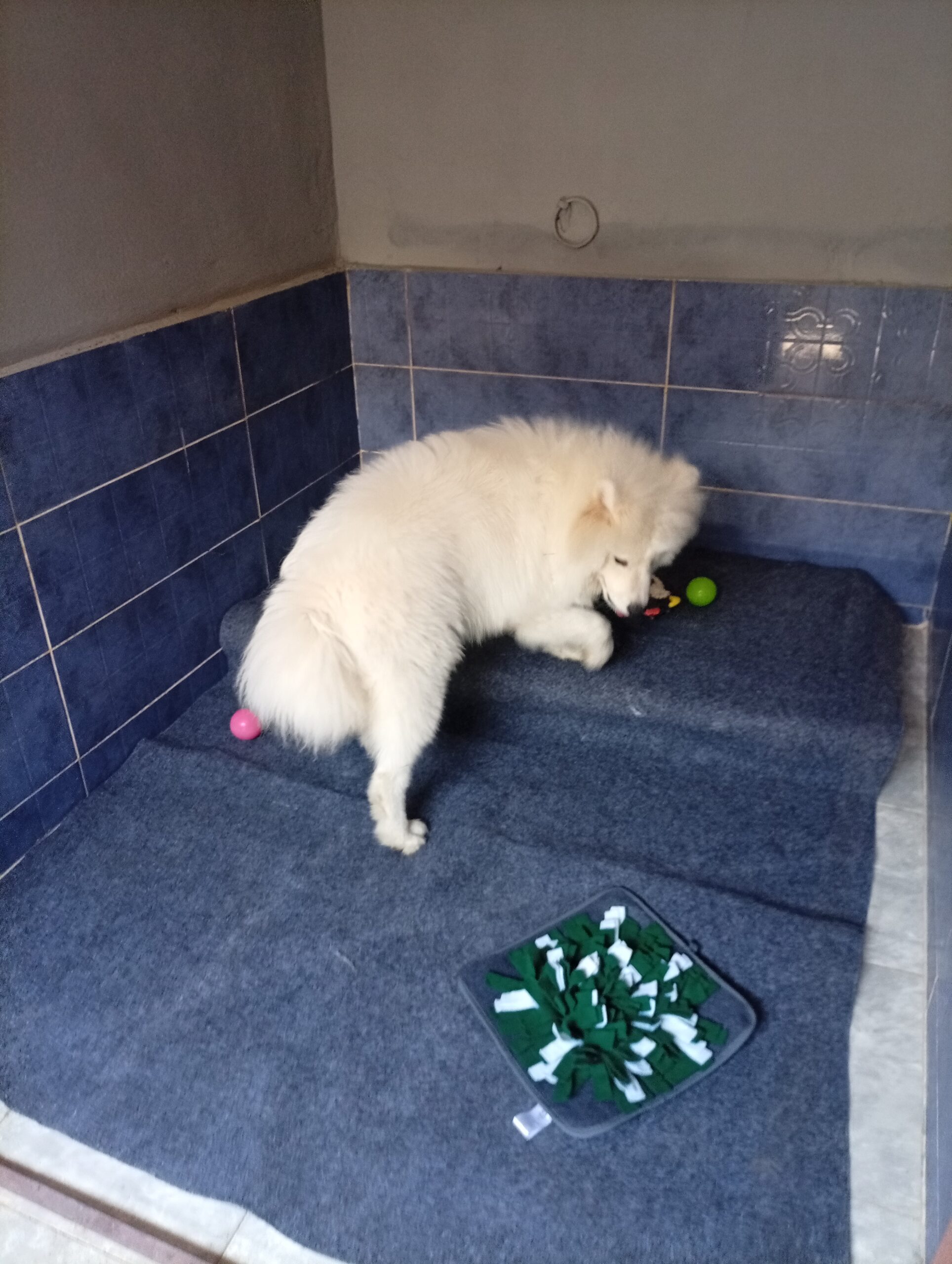A fluffy white dog resting in a clean, private indoor room equipped with a comfortable step and a snuffle mat toy at The Dog Father Hotel dog boarding in Cairo.